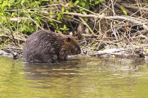 beaver building a dam