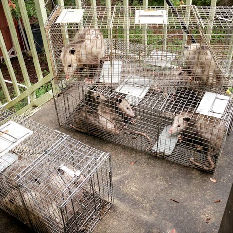 caged opossums