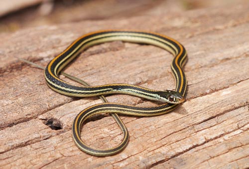 garter snake on wood